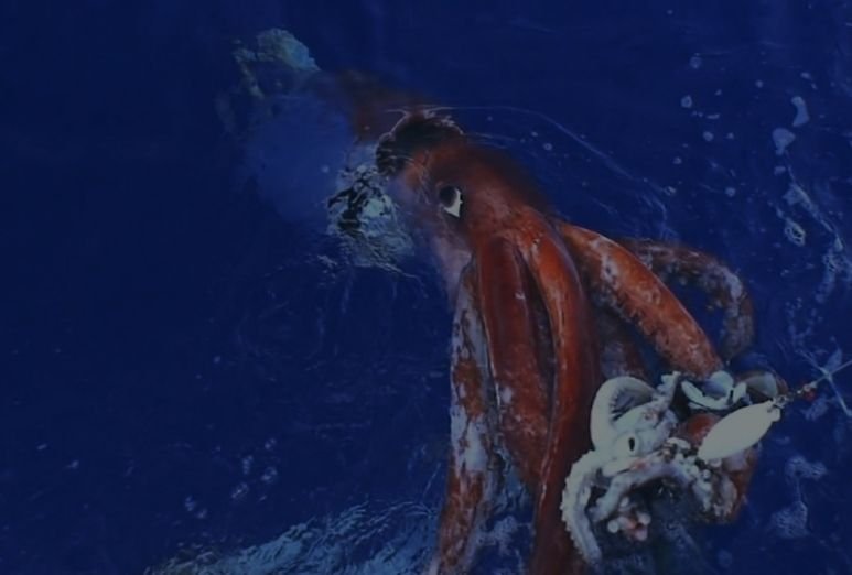 The Giant Squid