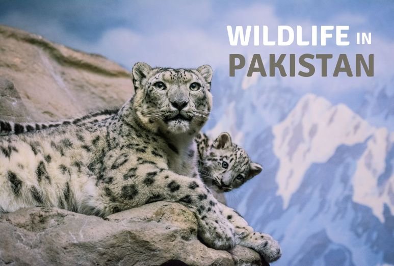 Wildlife Sanctuaries in Pakistan
